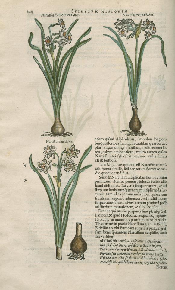 Houtsneden met narcissen met de hand ingekleurd in Dodoens' Stirpium historiae pemptades sex (1583)