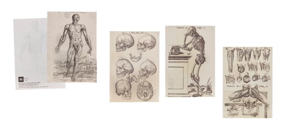 Shop Museum Plantin-Moretus: Postkaarten Anatomie (4 varianten)