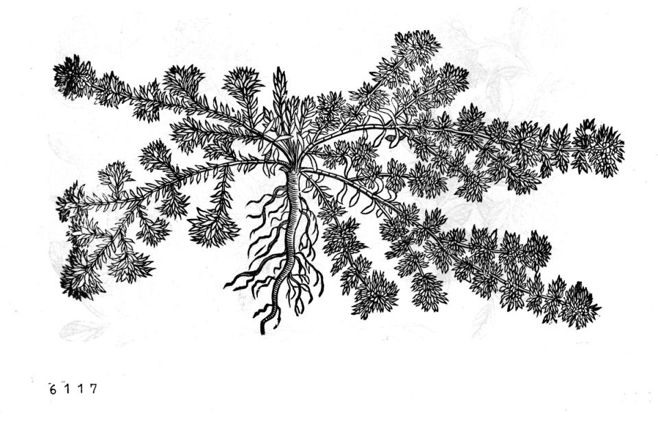 Varkensgras (MPM.HB.06117)