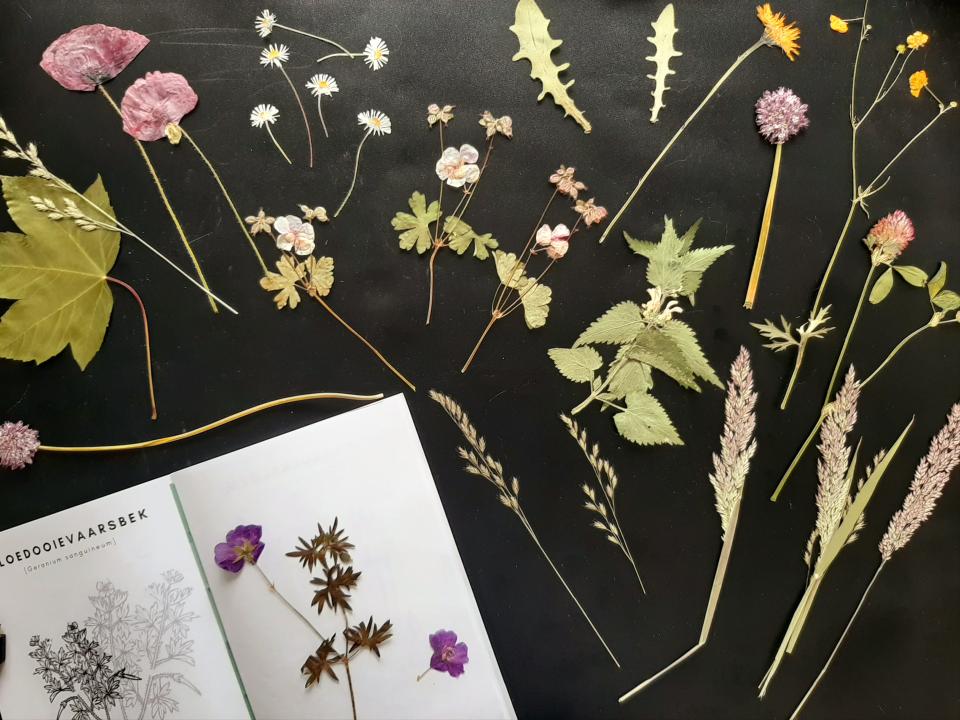 Creatip: Herbarium